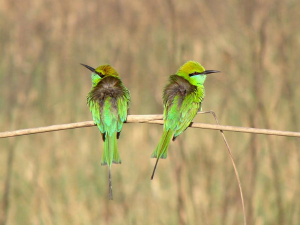 Birdwatching