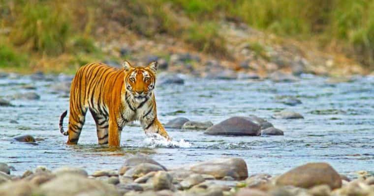 Bengal Tiger